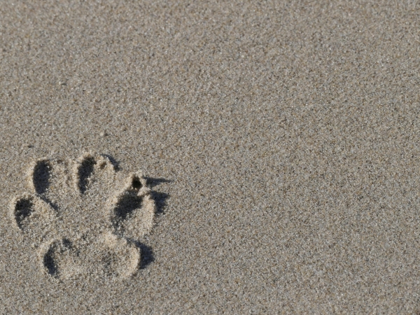 [RECHERCHE - CHIENS] - Long métrage "Avant le tempête"